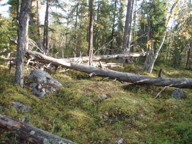 Skog