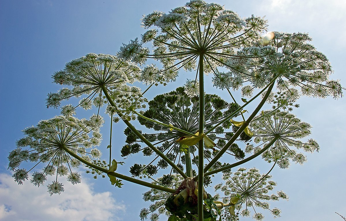 Jättelokans blommor