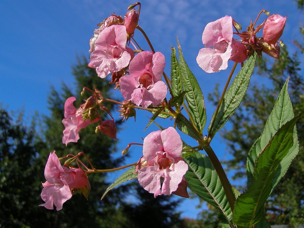 Jättebalsaminens blommor