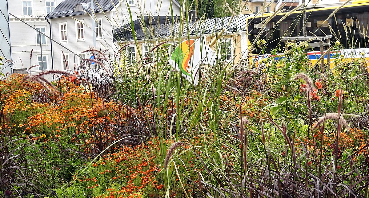 Närbild på blomplantering. Varje år har parken ett nytt tema för sina planteringar.