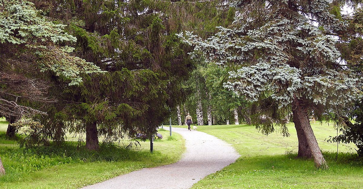 Gång- och cykelväg som slingrar sig längs stranden kantad med vackra träd